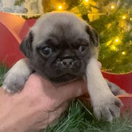 Kylie - Maroon - Fawn female Pug puppy in Hereford, Arizona from Broken Road Ranch Pugs