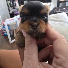 Girl 1 - Black and tan female Yorkshire Terrier puppy in Hopkinsville, Kentucky from Dreams Come True Yorkies