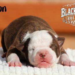 Bourbon - White and brown male American Bulldog puppy in Vancouver, Washington from Blackwell's Bulldogs