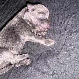 Bella - Blue female Pomeranian puppy in Okmulgee, Oklahoma from 918 Pomeranians
