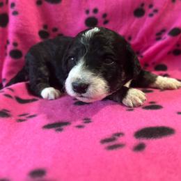 Poppy - Black and white female Aussiedoodle puppy in Nottingham, Pennsylvania from Nottingham Aussiedoodles