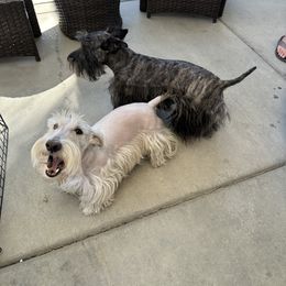Stella - Scottish Terrier