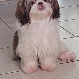 Passion - Shih Tzu