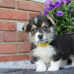 Pembroke Welsh Corgi Puppies from Salted Rim Corgis