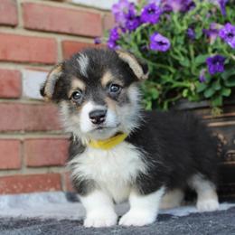 Pembroke Welsh Corgi Puppies from Salted Rim Corgis
