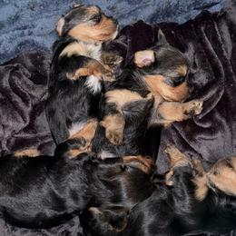 Yorkshire Terriers from Russell Puppies