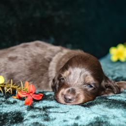 Parker - Blue and tan male Dachshund puppy in Coldwater, Mississippi from Mississippi Shorties Miniature Dachshunds