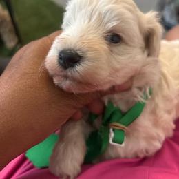 Solo - White male Miniature Schnauzer puppy in Hemet, California from Feshia's Miniature Schnauzers