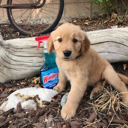 Australian Shepherd and Golden Retriever Puppies from Sterling Valleys Goldens and Aussies