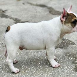 French Bulldogs from SnubNub Frenchies