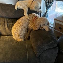 Scout - Poodle