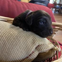 Girl 1 Purple - Liver female Boykin Spaniel puppy in Stapleton, Alabama from Taensas Boykins