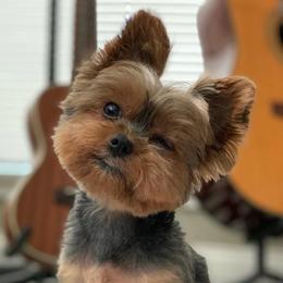 Frida - Yorkshire Terrier