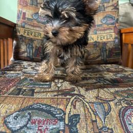 KH girl 1 - Blue and gold female Yorkshire Terrier puppy in Alburnett, Iowa from Hobbs Shire Yorkies