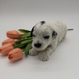 Encore - Black and chalk female Australian Labradoodle puppy in Denton, Texas from Dignity Labradoodles