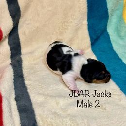 Male 2 - Tri-color Jack Russell Terrier puppy in Bedias, Texas from JBar Jacks