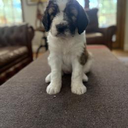 Saint Berdoodle Puppies from Country Manor Saint Berdoodles