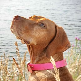 Blondie - Vizsla