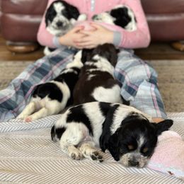 English Springer Spaniel Puppies from Murphy Farms and Springers
