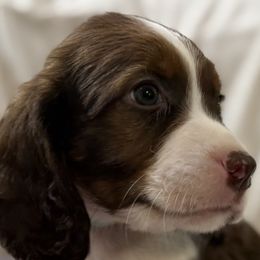 Cash - Liver white and tan male English Springer Spaniel puppy in Comer, Georgia from Stratton Spaniels