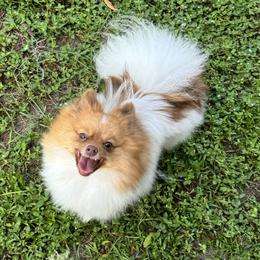 Lola - Pomeranian