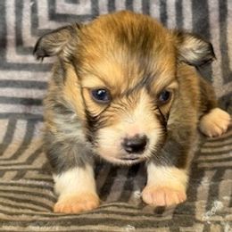 Boy 1 - Sable male Pembroke Welsh Corgi puppy in Las Vegas, Nevada from Victory Crown