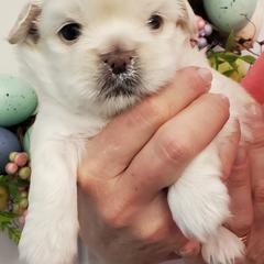 Tibetan Spaniel Puppies from Jewel Acres