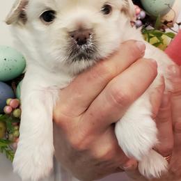 Tibetan Spaniel Puppies from Jewel Acres