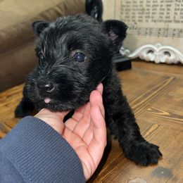 Scottish Terrier Puppies from Oodles of Cuties!
