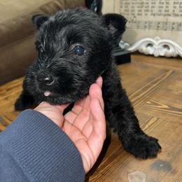 Scottish Terrier Puppies from Oodles of Cuties!