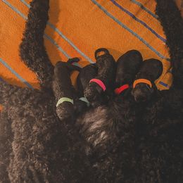 Poodle Puppies from Huckleberry Standard Poodles