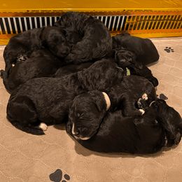 Bernedoodle, Bernese Mountain Dog, and Poodle Puppies from Pupkin Patch Puppies