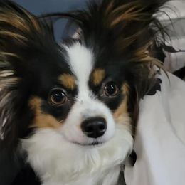 Papillons from Mitchell Family Papillons