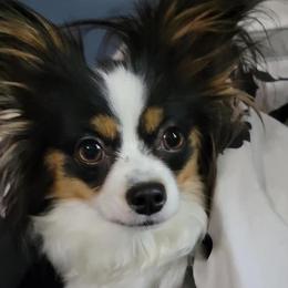 Papillons from Mitchell Family Papillons