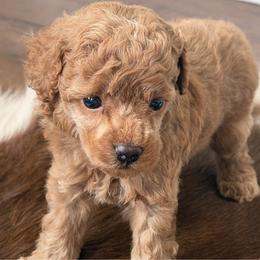 Lucas - Red  male Poodle puppy in Kidder, South Dakota from Continental Cavaliers