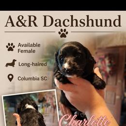 Charlotte - Black female Dachshund puppy in Columbia, South Carolina from A&R Dachshund