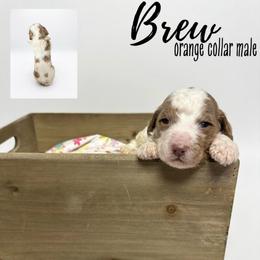 Brew - Parti male Goldendoodle puppy in Taylorsville, North Carolina from Doggone Dixie Doodles