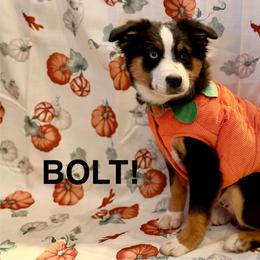 Bolt - Black tri male Miniature American Shepherd puppy in Rochelle, Illinois from Countryside Kennels and Aussies