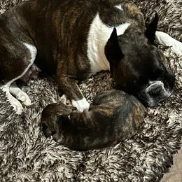 Boxer Puppies from KP Boxers