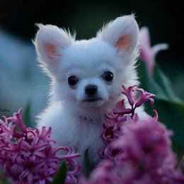Chihuahua puppies from DiLusso Chihuahuas