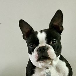 Baxter  - Boston Terrier