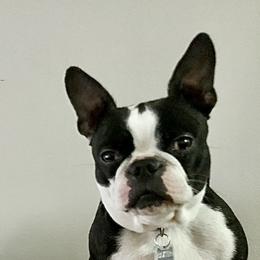 Baxter  - Boston Terrier