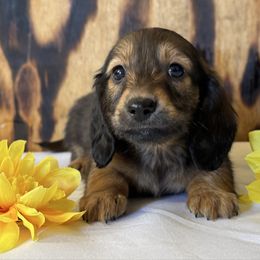 Dean - Red male Dachshund puppy in Dothan, Alabama from Little House Pups