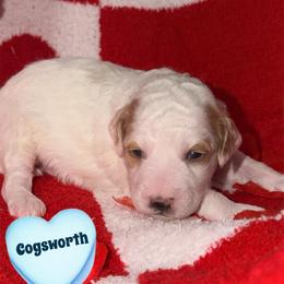 Cogsworth - Parti male Goldendoodle puppy in Beecher, Illinois from Erica’s Doodles