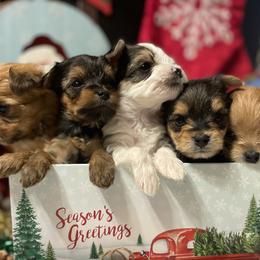 Companion Cross and Morkie Puppies from Little Wigglebottoms