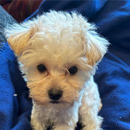Snowy - Parti male Yorkshire Terrier puppy in San Marcos, Texas from Casa de Yorkies
