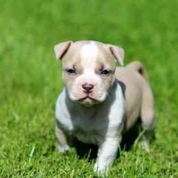Girl 7 - Blue fawn female American Staffordshire Terrier puppy in Kewaskum, Wisconsin from Heritage AmStaffs