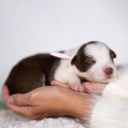 Sunberry - White and red female Border Collie puppy in Conway, Missouri from 2J 2K Border Collies | Maremma Sheepdogs