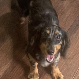 Macie - Dapple female Dachshund puppy in Bethany, Connecticut from Mardox Dachshunds