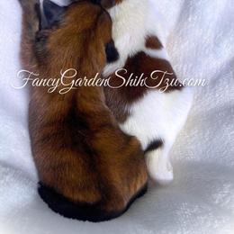 Winston - Red and white male Shih Tzu puppy in Jacksonville, Florida from Fancy Garden Shih Tzu